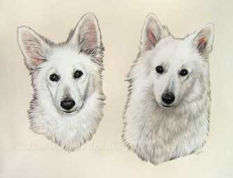 Tableau de chiens Berger Suisse blancs